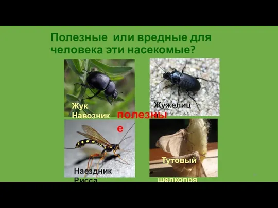 Полезные или вредные для человека эти насекомые? Жук Навозник Наездник Рисса Тутовый шелкопряд Жужелица полезные