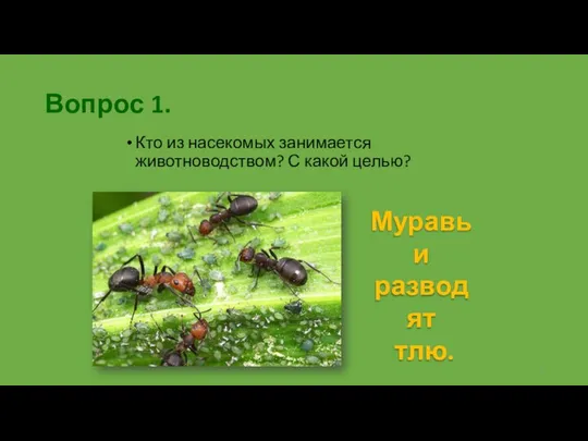 Вопрос 1. Кто из насекомых занимается животноводством? С какой целью? Муравьи разводят тлю.