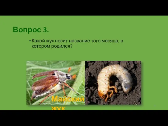 Вопрос 3. Какой жук носит название того месяца, в котором родился? Майский жук