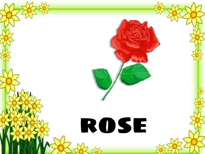 rose