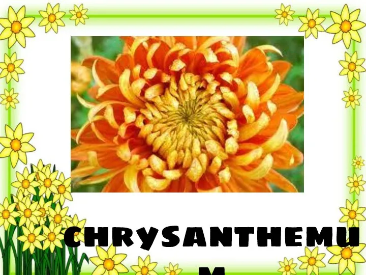 chrysanthemum