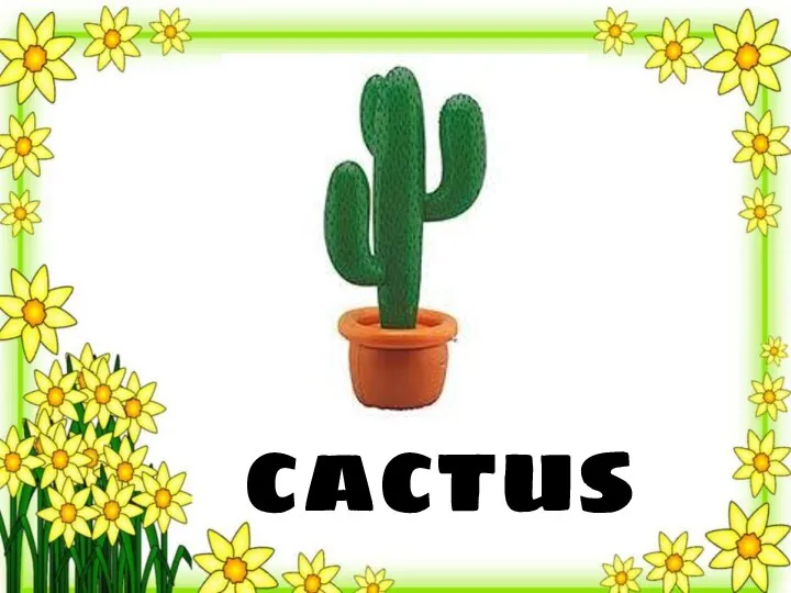 cactus