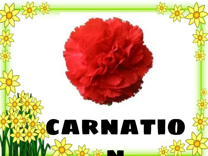 carnation