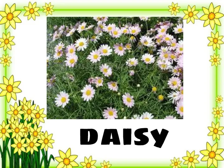 daisy