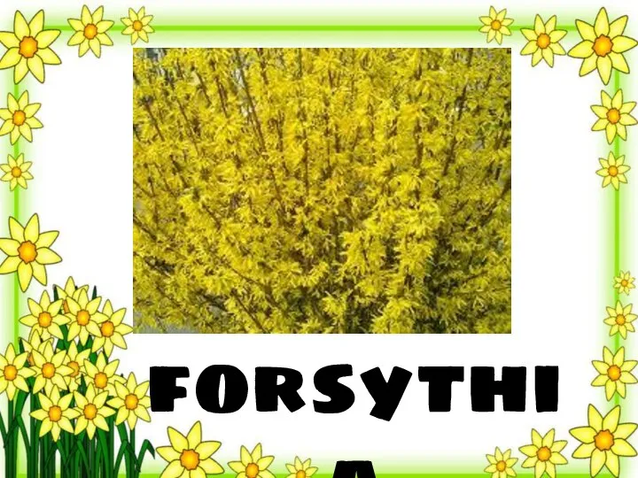 forsythia