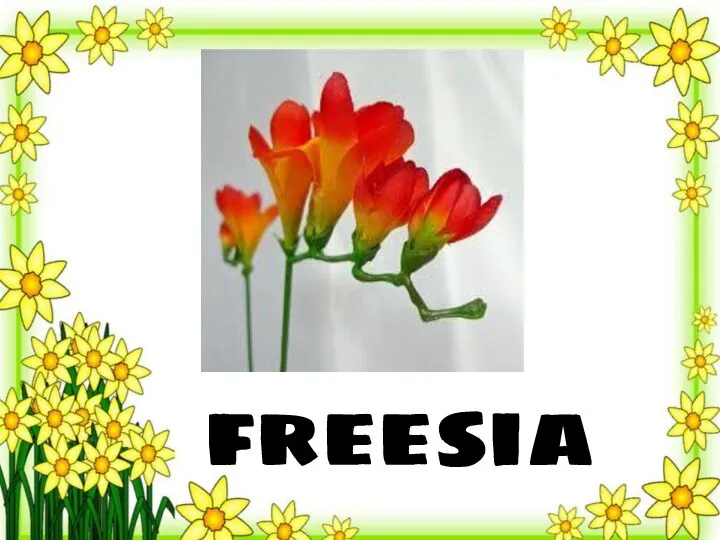 freesia