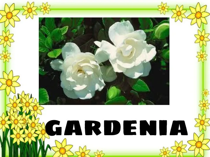 gardenia