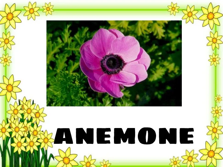 anemone