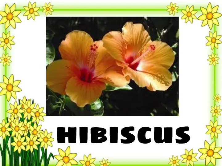 hibiscus