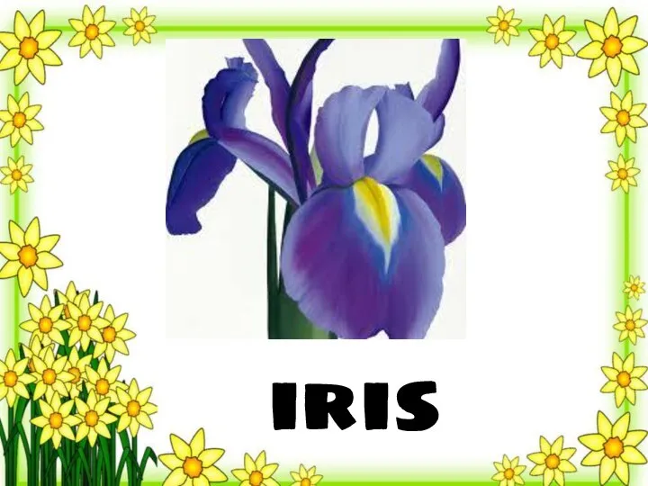 iris