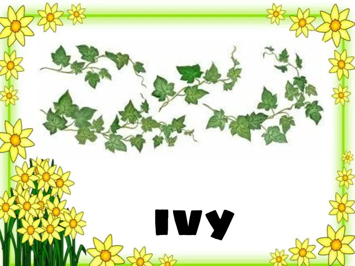 ivy