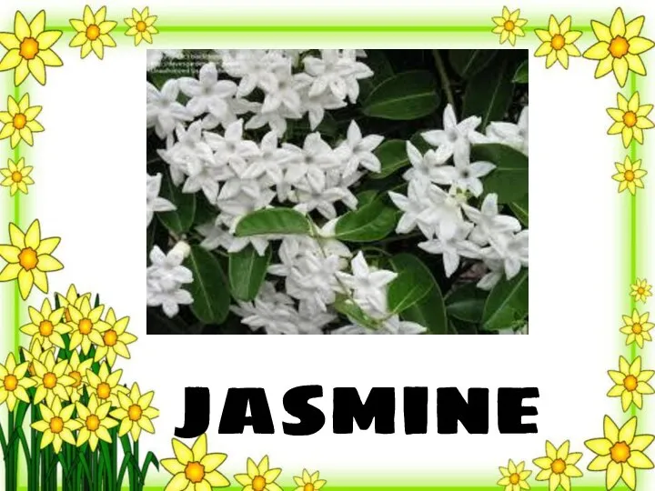 jasmine