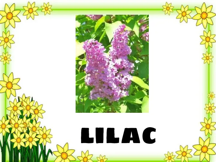 lilac