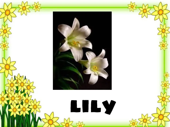 lily