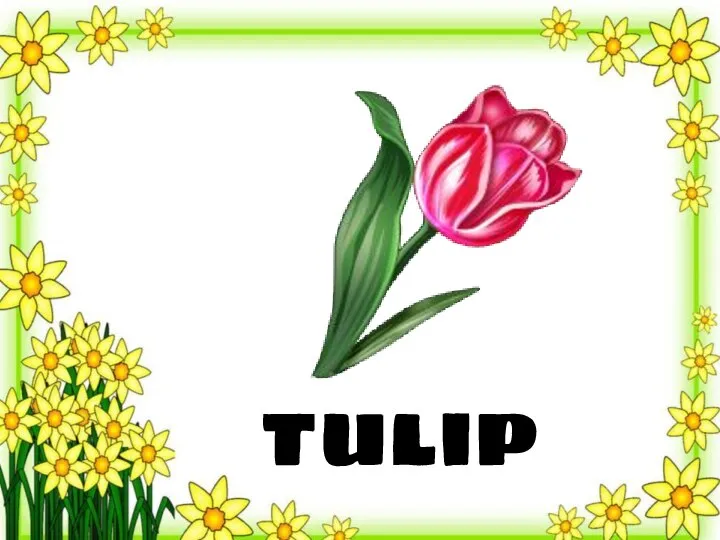 tulip