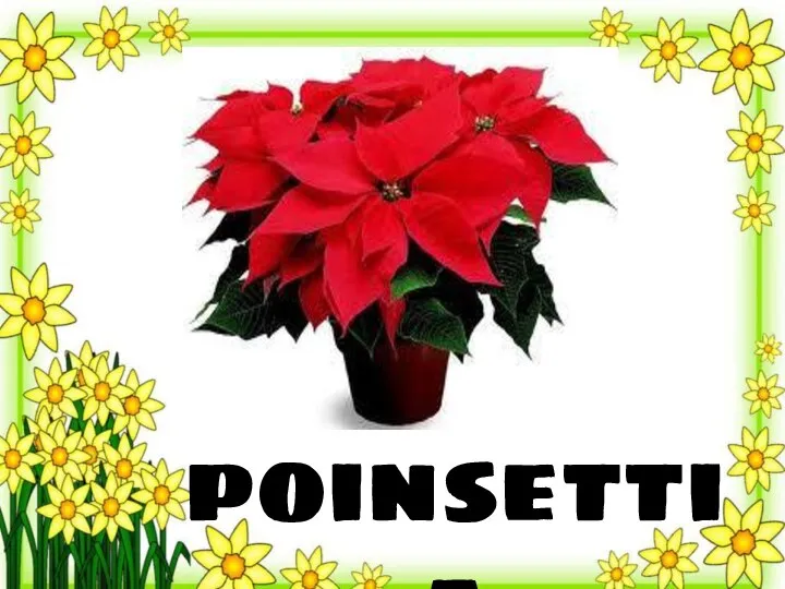 poinsettia