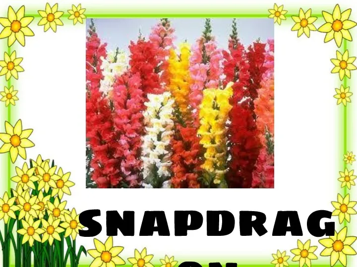 snapdragon