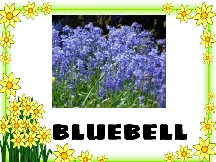 bluebell