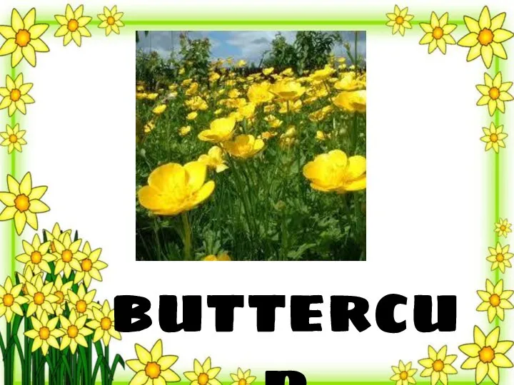 buttercup