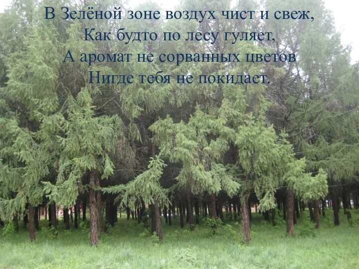 В Зелёной зоне воздух чист и свеж, Как будто по лесу