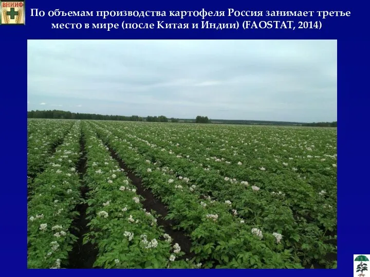 По объемам производства картофеля Россия занимает третье место в мире (после Китая и Индии) (FAOSTAT, 2014)