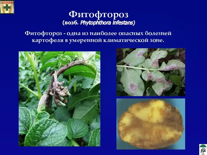 Фитофтороз (возб. Phytophthora infestans) Фитофтороз - одна из наиболее опасных болезней картофеля в умеренной климатической зоне.