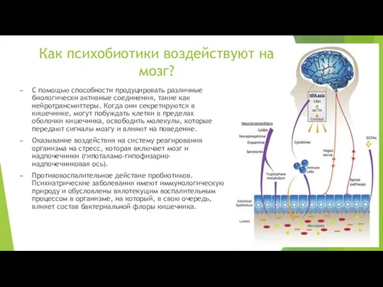 Как психобиотики воздействуют на мозг? С помощью способности продуцировать различные биологически