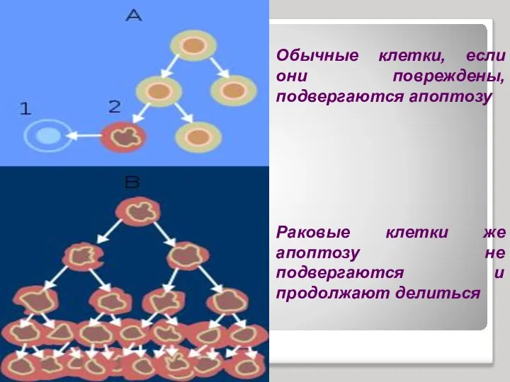 Обычные клетки, если они повреждены, подвергаются апоптозу Раковые клетки же апоптозу не подвергаются и продолжают делиться