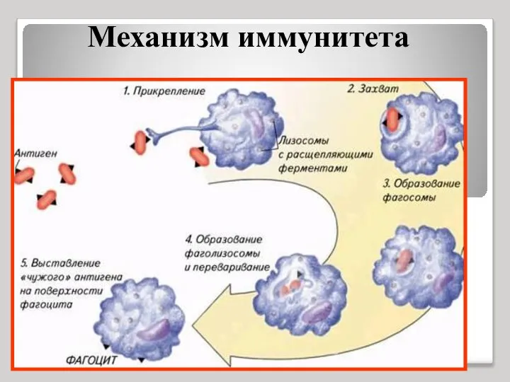 Иммунитет обеспечивается деятельностью лейкоцитов- фагоцитов и лимфоцитов. Механизм иммунитета Клеточный(фагоцитарный) иммунитет (открыл И.И.Мечников в 1863г.)