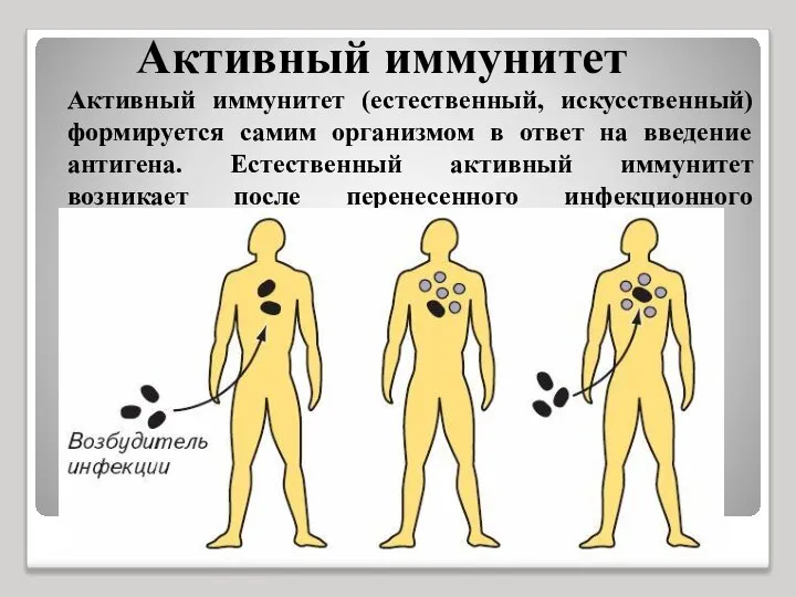 Активный иммунитет Активный иммунитет (естественный, искусственный) формируется самим организмом в ответ