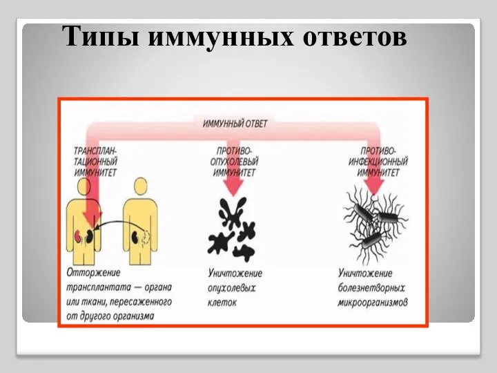 Типы иммунных ответов