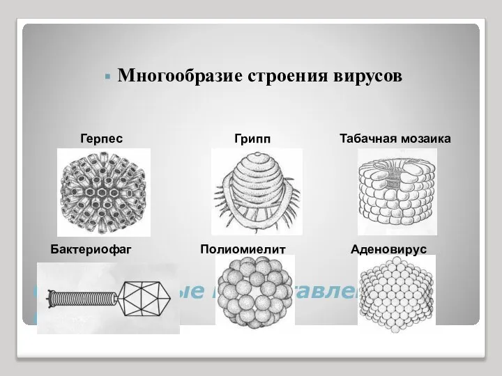 Современные представления о вирусах Многообразие строения вирусов Герпес Грипп Табачная мозаика Бактериофаг Полиомиелит Аденовирус