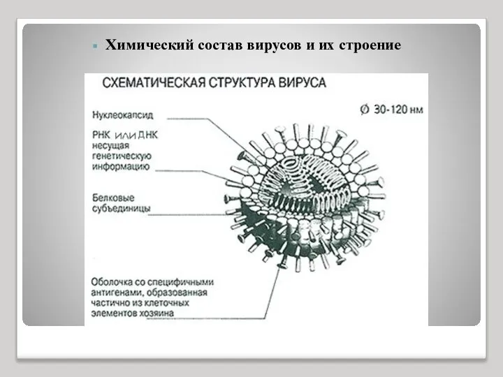 Химический состав вирусов и их строение