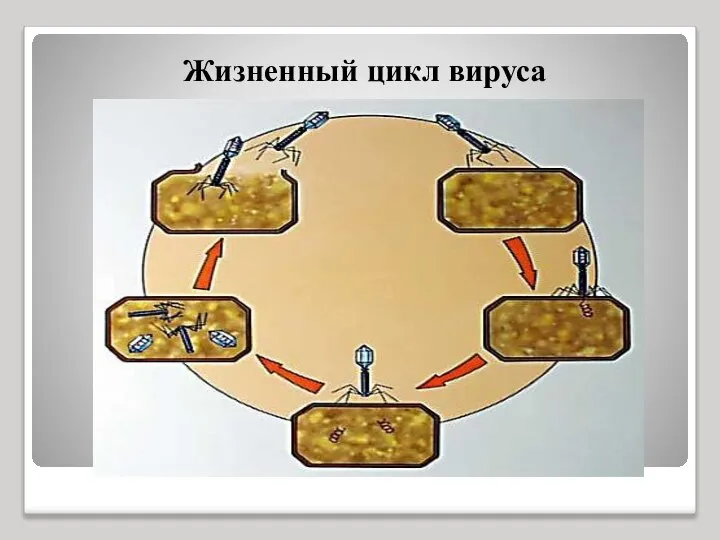 Жизненный цикл вируса