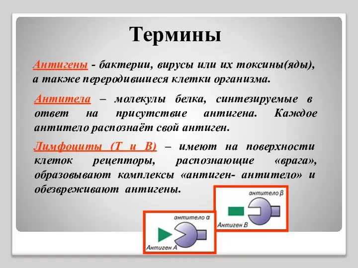 Термины Антигены - бактерии, вирусы или их токсины(яды), а также переродившиеся