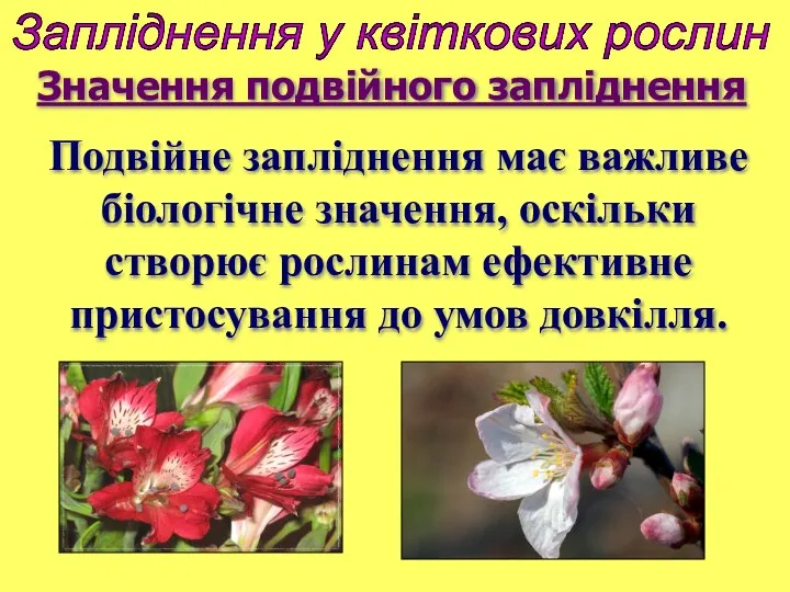 Запліднення у квіткових рослин Подвійне запліднення має важливе біологічне значення, оскільки