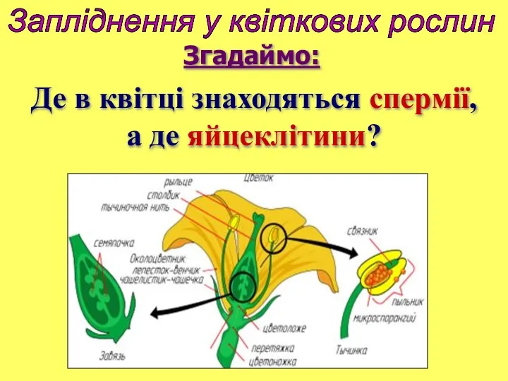 Де в квітці знаходяться спермії, а де яйцеклітини? Запліднення у квіткових рослин Згадаймо: