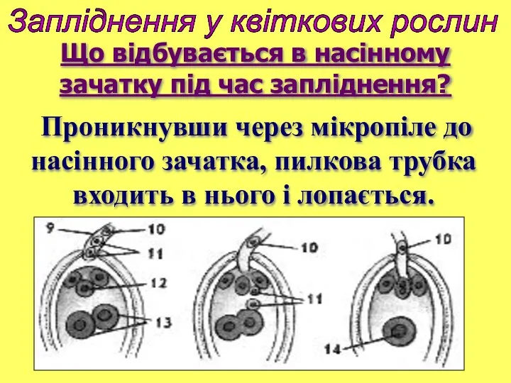 Запліднення у квіткових рослин Проникнувши через мікропіле до насінного зачатка, пилкова