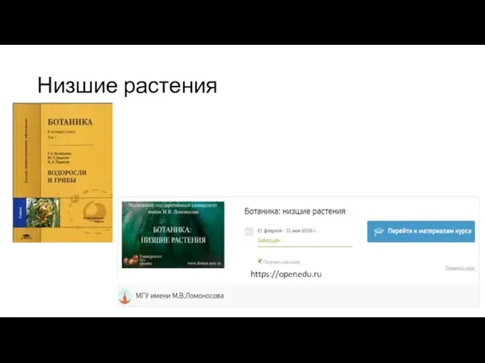 Низшие растения https://openedu.ru