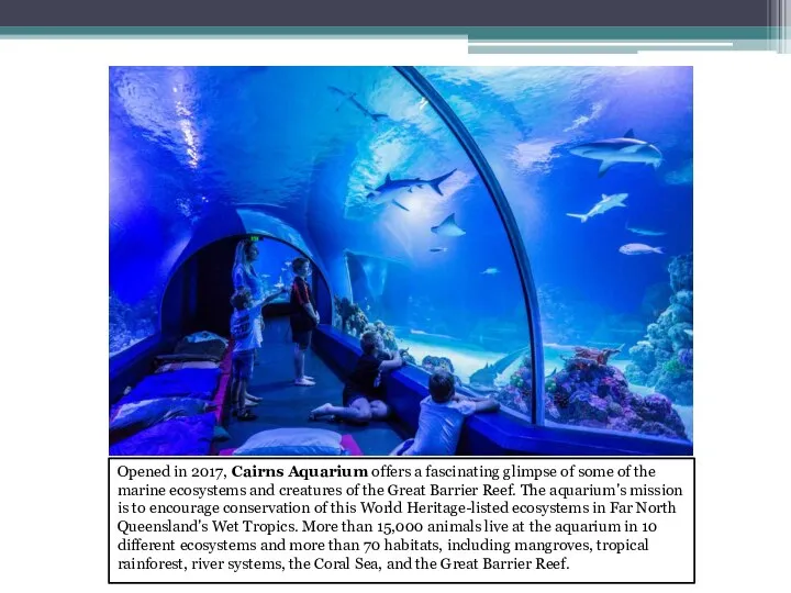 Opened in 2017, Cairns Aquarium offers a fascinating glimpse of some