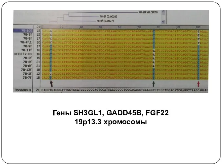 Гены SH3GL1, GADD45B, FGF22 19p13.3 хромосомы