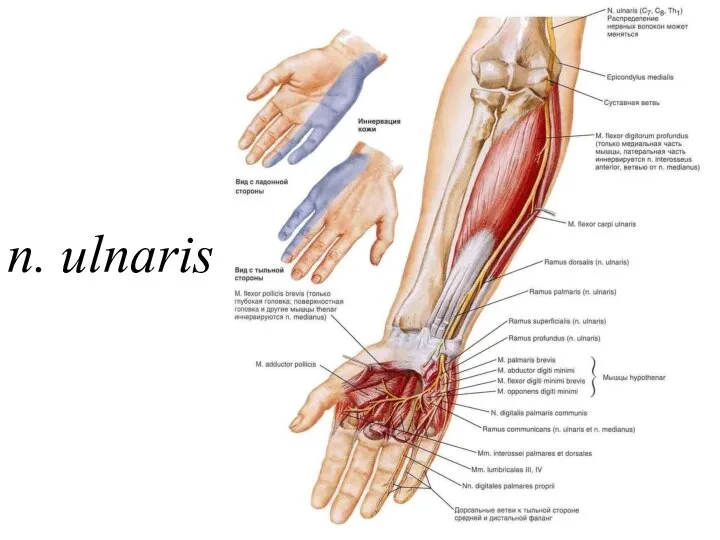 n. ulnaris