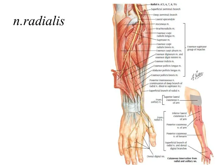 n.radialis