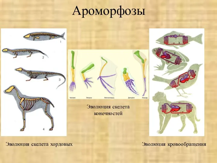 Ароморфозы Эволюция скелета хордовых Эволюция скелета конечностей Эволюция кровообращения