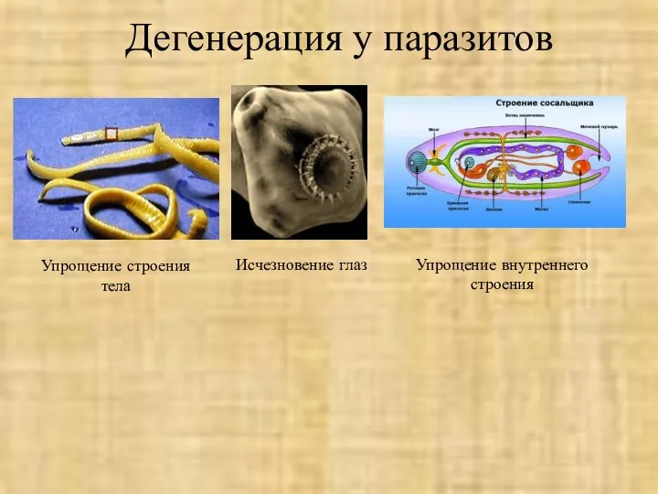 Дегенерация у паразитов Исчезновение глаз Упрощение строения тела Упрощение внутреннего строения