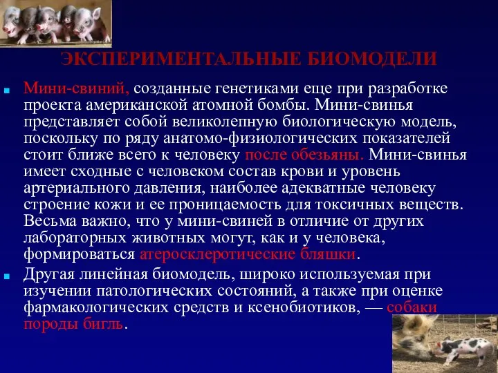 ЭКСПЕРИМЕНТАЛЬНЫЕ БИОМОДЕЛИ Мини-свиний, созданные генетиками еще при разработке проекта американской атомной