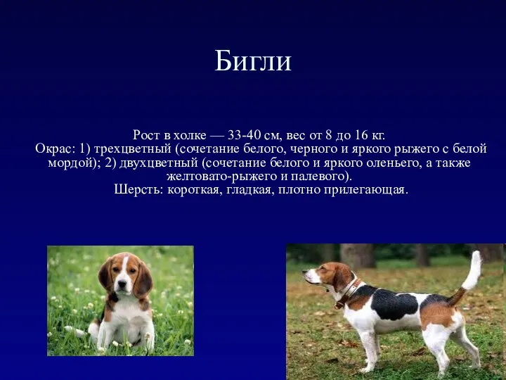 Бигли Рост в холке — 33-40 см, вес от 8 до