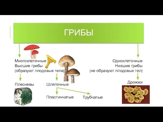 ГРИБЫ Многоклеточные Высшие грибы (образуют плодовые тела) Одноклеточные Низшие грибы (не