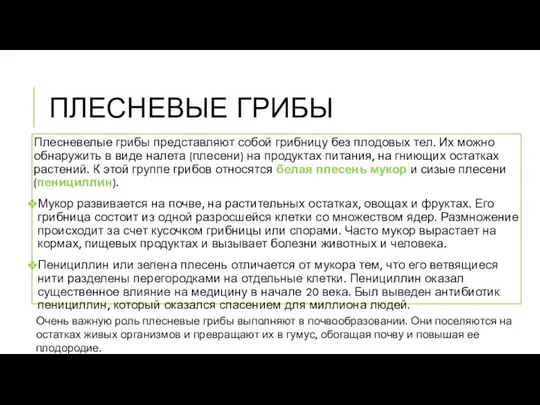 ПЛЕСНЕВЫЕ ГРИБЫ Плесневелые грибы представляют собой грибницу без плодовых тел. Их