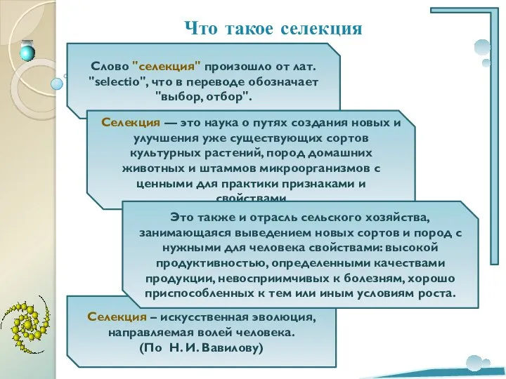 Селекция – искусственная эволюция, направляемая волей человека. (По Н. И. Вавилову)